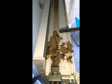 0 - Nid d'insecte dans le cadre d'une fenêtre