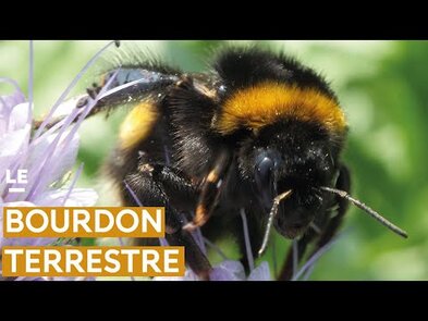 0 - Le bourdon (Bombus terrestris)