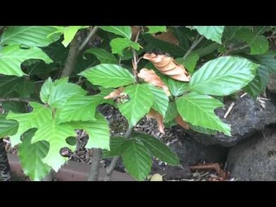 0 - Mégachiles : les architectes de la nature