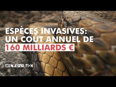 0 - frelon asiatique vitré