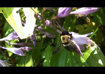0 - Le xylocope. Cette grosse abeille bleue souvent appelée bourdon noir