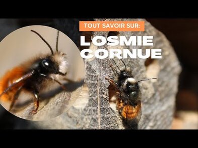 0 - Osmie cornue: abeille orange et noire