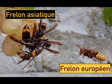 0 - ou les frelons font leur nid