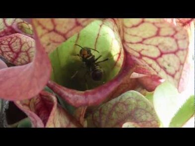 0 - Plante carnivore et frelon asiatique, la Sarracenia comme solution ?
