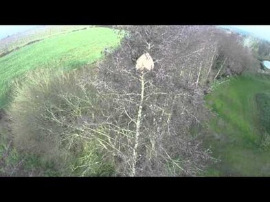 0 - nid frelon asiatique abandonné