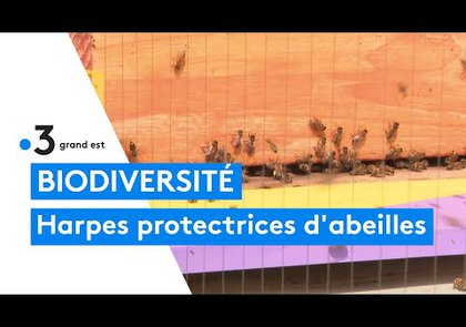 0 - Frelon asiatique en Gironde : une menace grandissante pour les abeilles et l'apiculture