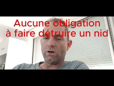 0 - Loi contre le frelon asiatique : particuliers, apiculteurs, collectivités, entreprises de désinsectisation, ce qui va changer