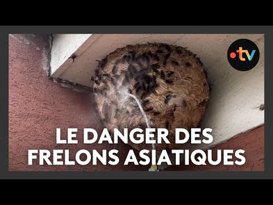 0 - frelon asiatique limoges