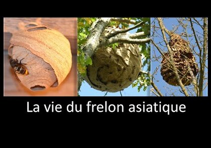 0 - Que deviennent les nids de frelons asiatiques l'hiver ?