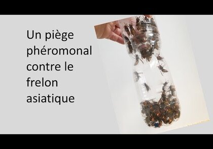 0 - Piège à frelons asiatiques sélectif EasyTrap