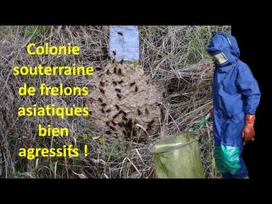 0 - frelon nid dans la terre