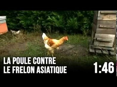 0 - abeille et frelon asiatique