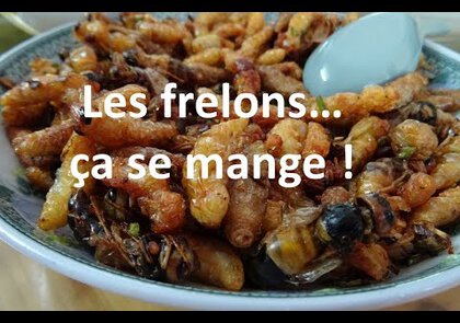 0 - Les frelons sont-ils comestibles ?