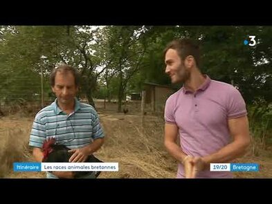 0 - Oiseau vs Frelon : Prédation, compétition et lutte pour la survie
