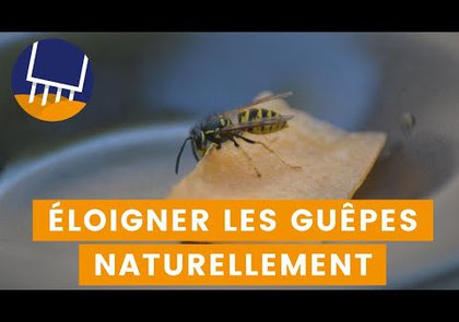 0 - Comment éloigner les guêpes avec des répulsifs naturels