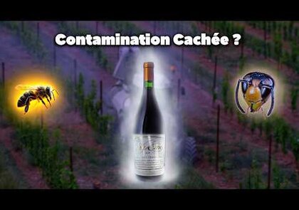 0 - Frelon asiatique : une nouvelle alerte aux États-Unis qui rappelle une invasion déjà incontrôlable en Europe