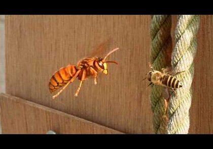 0 - Le frelon asiatique : que dit la science en 2026 ?