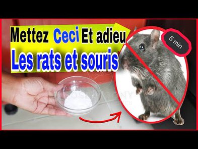 0 - Tuer des rats avec du sel: Comment?