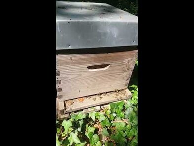 0 - Abeilles : essentielles pour notre planète