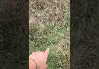 0 - Un nouveau prédateur du frelon asiatique : la martre