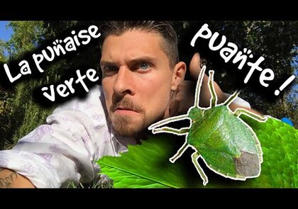 0 - Les punaises vertes. Tout savoir sur ces insectes