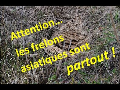0 - carte des nids de frelon asiatique