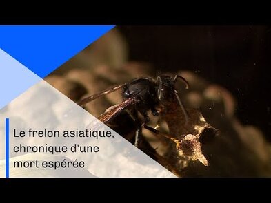 0 - frelon asiatique france 3