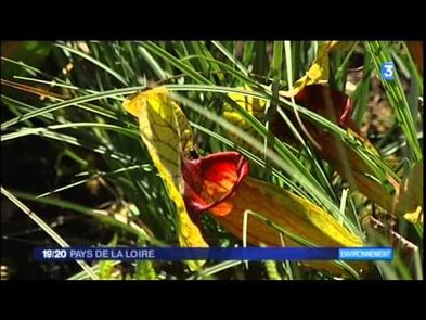 0 - Plante carnivore et frelon asiatique, la Sarracenia comme solution ?