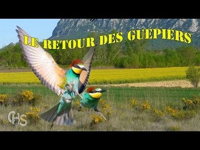 0 - Oiseau vs Frelon : Prédation, compétition et lutte pour la survie
