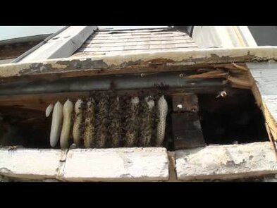 0 - Nid d'abeille sous toiture que faire