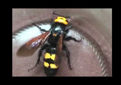 0 - La scolie des jardins, Megascolia maculata: tout savoir
