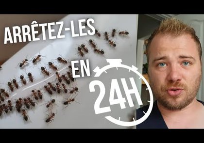 0 - Comment se débarrasser des fourmis ? 11 astuces