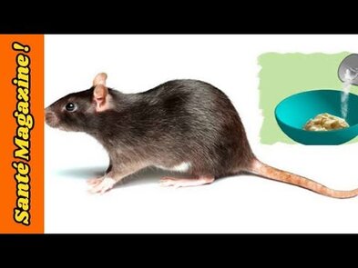 0 - Comment tuer les rats rapidement et les éliminer efficacement