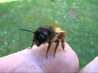 0 - Nid d'insecte dans le cadre d'une fenêtre