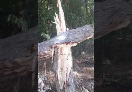 0 - Des frelons dans un tronc d'arbre, tout savoir