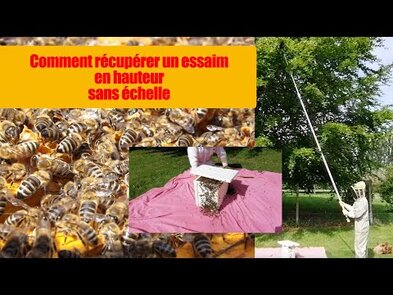 0 - comment recuperer un essaim d abeille dans un arbre