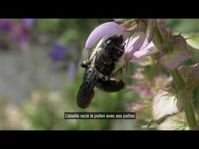 0 - L'abeille charpentière, xylocope 🐝
