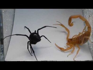 0 - abeille charpentière vs frelon