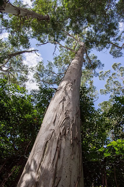 L'huile essentielle d'eucalyptus