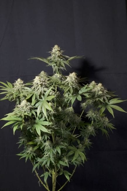 Orange Sherbet FAST Feminised Cannabis Seeds by FastBuds