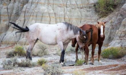 ​Wild Horses Could Be Taken Away