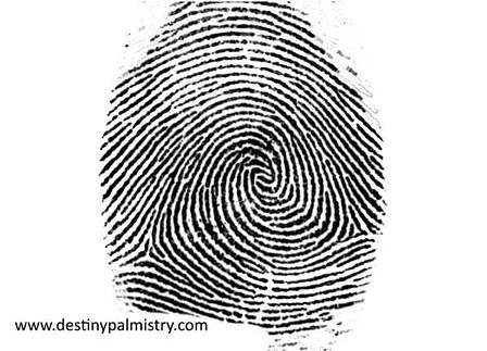 composite whorl fingerprint