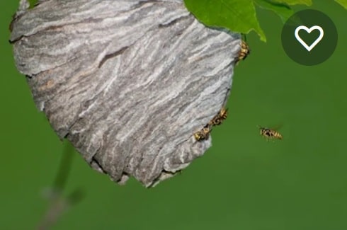 Les guêpes, biologie, les différentes espèces, les solutions dolichovespula - Les guêpes, biologie, les différentes espèces, les solutions