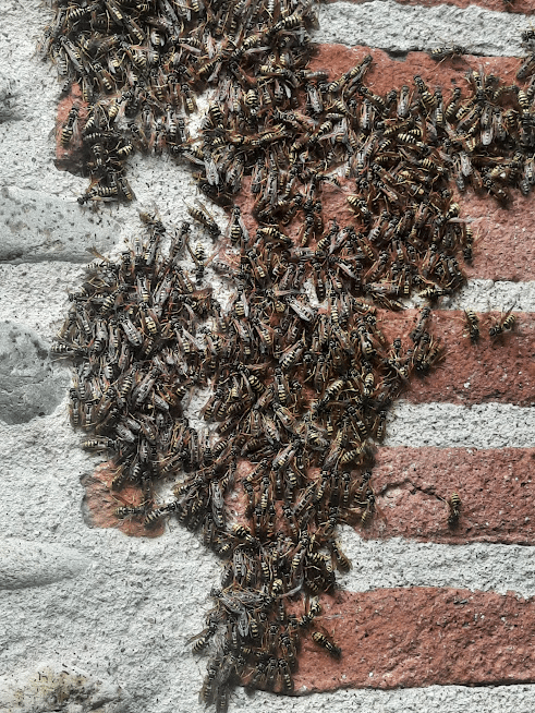 Les guêpes, biologie, les différentes espèces, les solutions image 7 - Les guêpes, biologie, les différentes espèces, les solutions