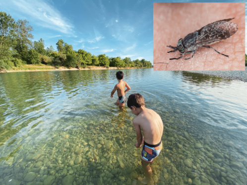 image 15 - Piqure de taon, tout savoir