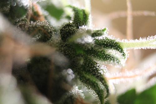Amnesia Auto Feminised Cannabis Seeds by Seedsman