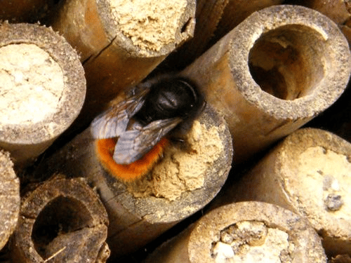 Nid d’abeilles, tout savoir image 25 - Nid d’abeilles, tout savoir