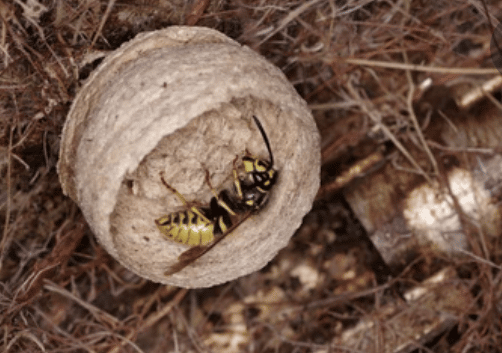 La reine guêpe. Tout savoir sur la guêpe mère image 8 - La reine guêpe. Tout savoir sur la guêpe mère