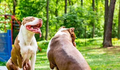 Wie kann man Angst vor Hunden oder Cynophobie überwinden?