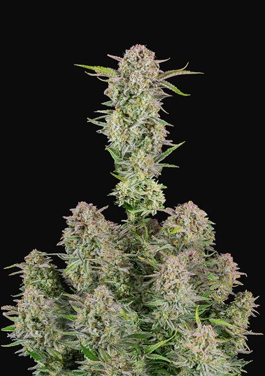 Bruce Banner Auto Feminised cannabis Seeds by FastBuds